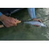 St. Croix Rods Triumph Inshore Spinning, 7'