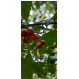 Abbott Farms Autumn Olive Berries For Planting Fresh Vernalized Organic No Pesticides 30 Ct