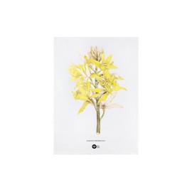 Maxwell & Williams Royal Botanic Gardens Australian Orchids Tea Towel 50x70cm Yellow