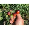 Blue Berries Blueberries Cherry Heirloom Tomato Premium Seeds for Planting