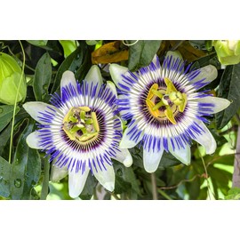 Seedville USA 20 PURPLE PASSION FRUIT Passionflower Passiflora Edulis Flower Vine Seeds