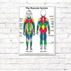 ALGRA The Muscular System Poster 18" x 24" Laminated -