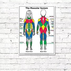 ALGRA The Muscular System Poster 18" x 24" Laminated - Kids Anatomy