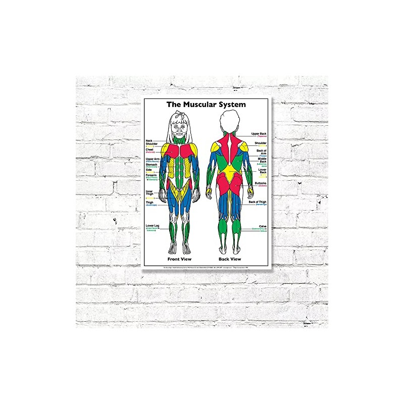 ALGRA The Muscular System Poster 18" x 24" Laminated -