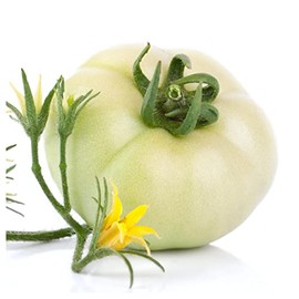 Everwilde Farms - 1 Oz Organic Great White Heirloom Tomato Seeds - Gold Vault Packet