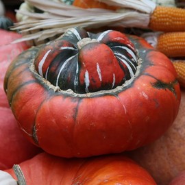 Turks Turban Gourd Squash, Winter (Cucurbita Maxima) Vegetable Seeds, Distinctive Shape, Nutrient-Rich, Bee Magnet, Easy to Grow, Seeds by MySeeds.Co, You Choose The Amount (1/4 LB)