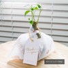 Decorative Hydroponic Pachira Plant, Miniature, Real, Hydroculture, No. 2 Size,