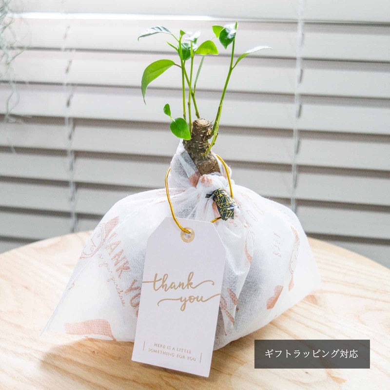Decorative Hydroponic Pachira Plant, Miniature, Real, Hydroculture, No. 2 Size,