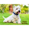 West Highland Terrier Birthday Card