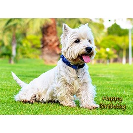 West Highland Terrier Birthday Card