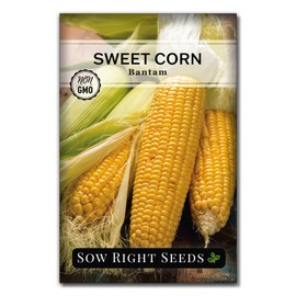 Sow Right Seeds - Bantam Sweet Corn Seed for Planting - Non-GMO Heirloom Packet with Instructions to Plant a Home Vegetable Garden - Grow Sweet Yellow Corn on The Cob - Tall Variety (1)