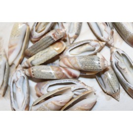 30- Grey Ancill Olive Seashells for Crafts, Natural Marble Pattern, Beach Art, Sailors Valentines, Seashell Jewelry Supply, CS-22