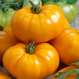 Chef's Choice Yellow F1 Hybrid AAS Tomato Seeds - 300 Mg Packet ~70 Seeds - Non-GMO, F1 Hybrid - Vegetable Garden - Lycopersicon esculentum