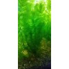 2 Hornwort & 2 Elodea - freshwater aquatic aquarium /