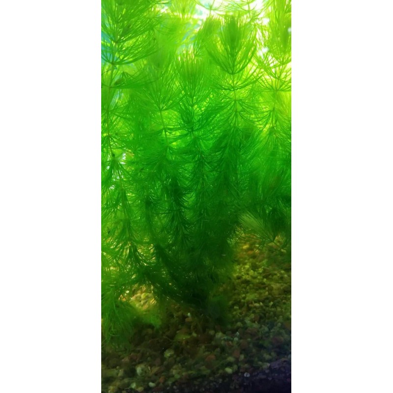 2 Hornwort & 2 Elodea - freshwater aquatic aquarium /