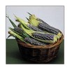 Corn Blue Hopi Ornamental Great Heirloom Vegetable 15 Seeds