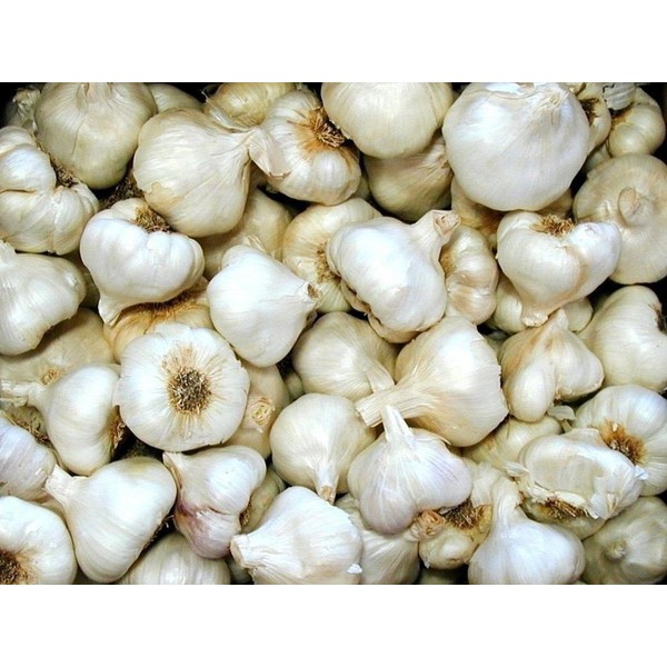 Organically Grown (White softneck) Garlic for Planting - 1/2 LB- Bulb