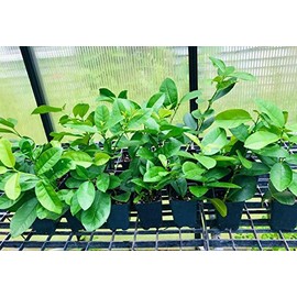 Ponderosa Lemon Tree -Lemon Live Plants - No Ship to CA,AZ,TX,LA,MS,AL,GA,FL,SC and Outside of The Lower 48 States