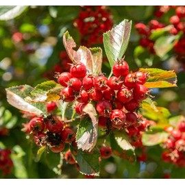 Crataegus succulenta (Fleshy Hawthorn) Tree Seed, White Petals Flowers with Yellow or Pale Pink Stamens, Berry-Like Fruits, You Choose The Quantity (1 Pack)