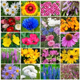 Park Seed Grow Your Own Vibrant Annual and Perennial Wildflower Garden Seeds Mixture, Easy to Grow Varieties for Pollinators and Spring Gardens - Northeast Regional Mix, 1/4 lb