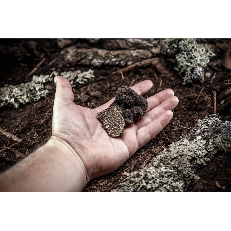 Giorgio Truffle Shop Black Truffle Extra Virgin Olive Oil 8.5oz