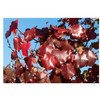 Bradford Pear, Pyrus calleryana, (Callery Pear) 30 Tree Seeds (Fast,