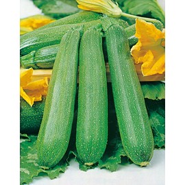 RAISE ME UP: Seeds Zucchini Green Machine Courgette Non GMO Heirloom