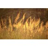 1000 Indiangrass Indian Grass Seeds Native Prairie Wildflower Clumping Ornamental
