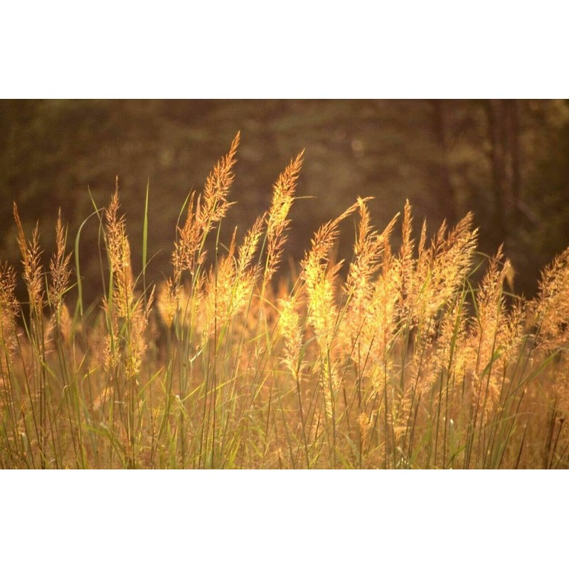 1000 Indiangrass Indian Grass Seeds Native Prairie Wildflower Clumping Ornamental
