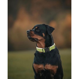 Petiry Comfortable Dog Collar with Fleece Lining,Stylish and Soft Winter Dog Collar for Male Small Dogs Neck 25-38cm,Green