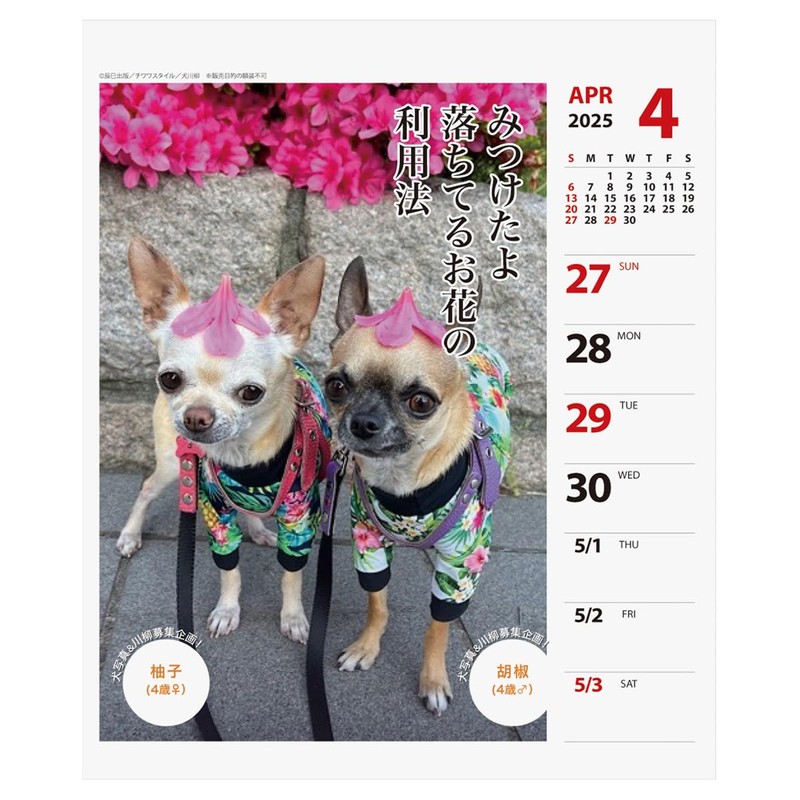 2025 Chihuahua Senryu (Weekly Turning) Calendar No. 025