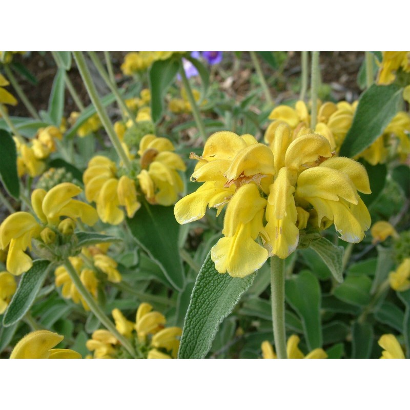 Buy Rare Seeds Phlomis fruticosa | Shrubby Jerusalem Sage |