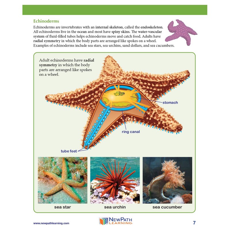 NewPath Starfish Dissection 3-D Paper Model Making Kit - Individual