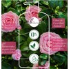 Acondicionador Herbal Essences Suavidad Rosa Mosqueta, 865 ml