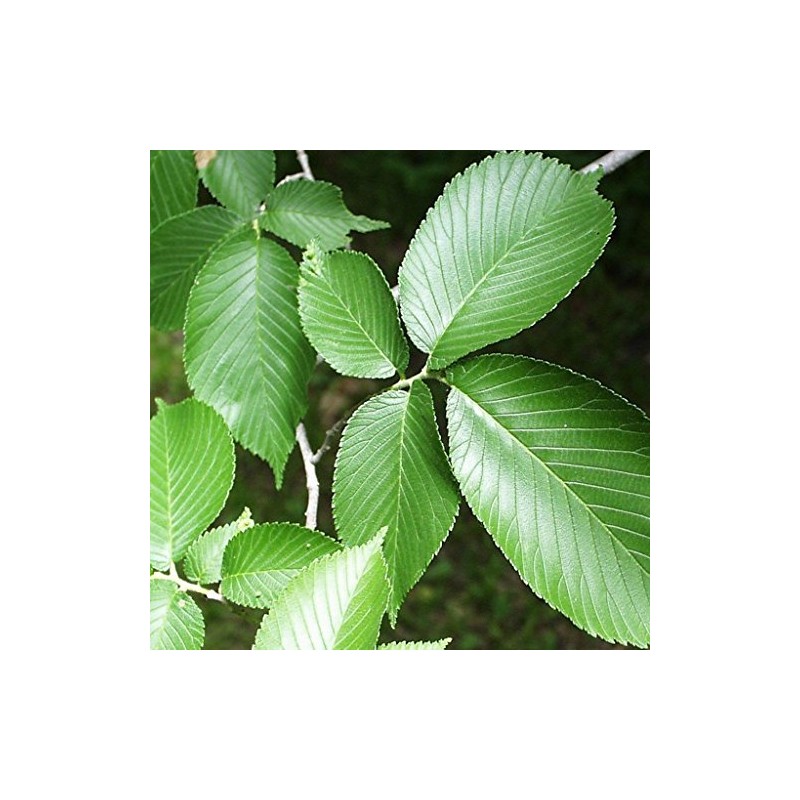 Palm Beach Medicinal Herbs - Slippery Elm Tree (Ulmus rubra)