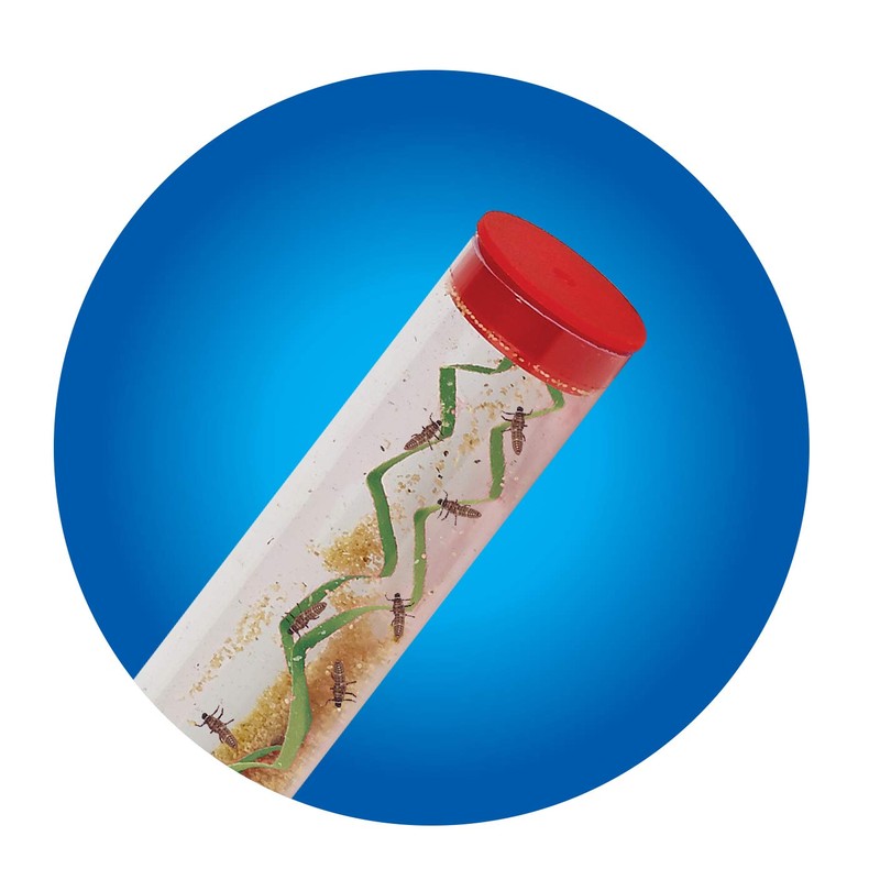 Insect Lore Live Ladybug Growing Kit | Ladybug Land Habitat