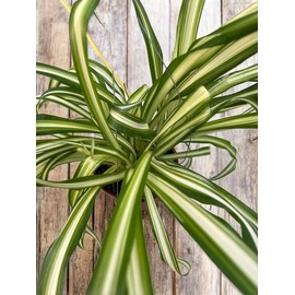Spider Plant in 6-Inch Hanging Pot, Chlorophytum Comosum, Live Indoor Houseplant, Good for Home Decor, Office Decor, Gift. Pet Friendly.
