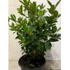 Tree 3Gal Fruiting CALAMANSI/ CALAMONDIN Sour Citrus Airlayered Bush Tree