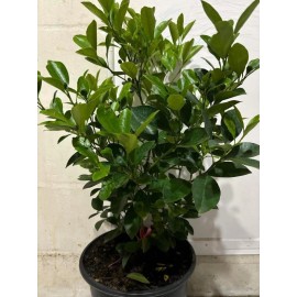 Tree 3Gal Fruiting CALAMANSI/ CALAMONDIN Sour Citrus Airlayered Bush Tree Ship In Pot