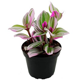Rare Nanouk Pink Wandering Jew -Tradescantia - 4" Pot - Collector's Series