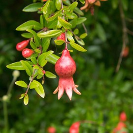 Pomegranate Seeds - Dwarf - Packet - Vegetable Seeds, Open Pollinated Seed Attracts Bees, Attracts Butterflies, Attracts Hummingbirds, Easy to Grow & Maintain, Edible, Ornamental, Container Garden