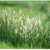 Climax Timothy Grass Seeds, 1 Pound by Seeds2Go