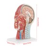 Anatomical Medical Life-Size Half Head Model Scientific Education Human Head