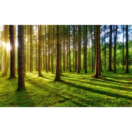 LOOWAP Sunshine Green Forest Woodland Wallpaper Wall Mural for Bedroom Living Room (Not Peel n' Stick)