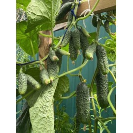 KIRA SEEDS - Cucumber Envy of The Neighbors F1 - Open-Pollinated - Heirloom Vegetable - GMO Free