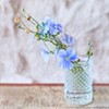 Purple Blue Linen Flax Flower 2000+ Seeds | Blue/Purple Linseed