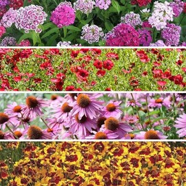 200 Shade Wildflower Seed Mix. USA Seeds. Organic. Ships free