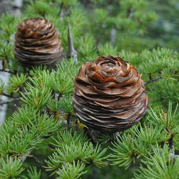 Cedrus libani (Lebanon Cedar) Tree Seeds, Pyramidal Shape, Straight Trunk,