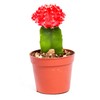 Live Moon Cactus Plant – Fully Rooted - 3-Inch Moon