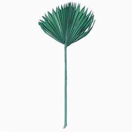 Vickerman Natural Botanicals 13.75 - 19.5" Emerald Dried Palm Sun Spear, 12 per Bag.